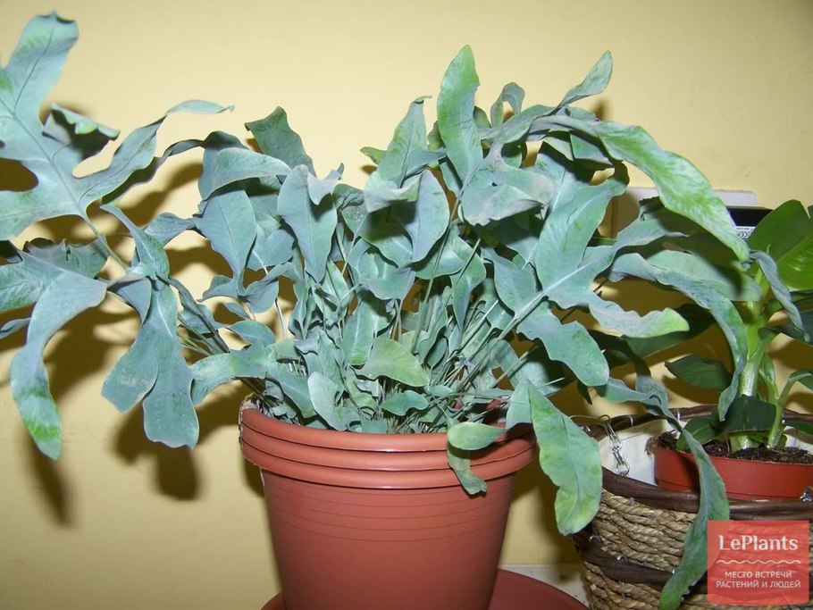 Флебодиум микс