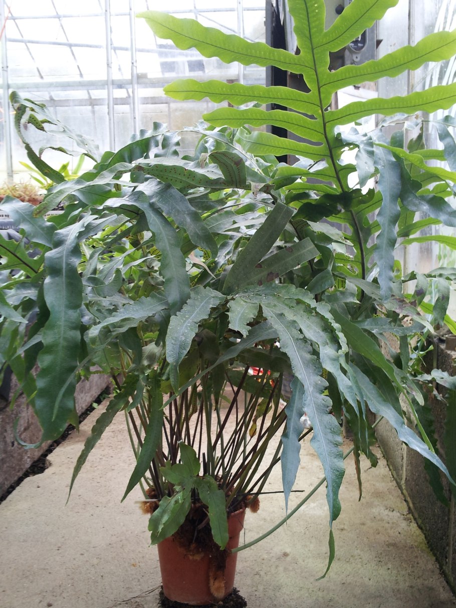 Флебодиум Ekstrand