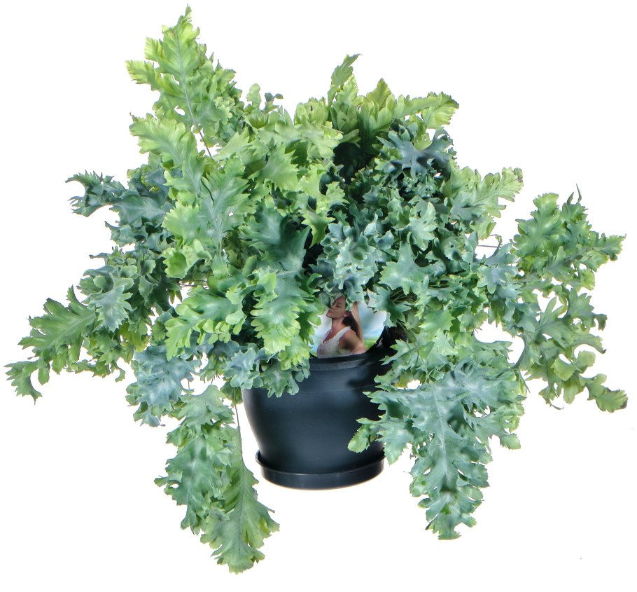 Флебодиум Ауреум Блю