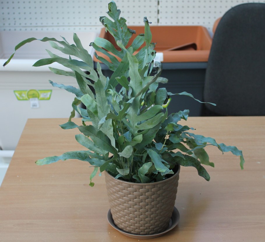 Phlebodium Aureum Blue Star