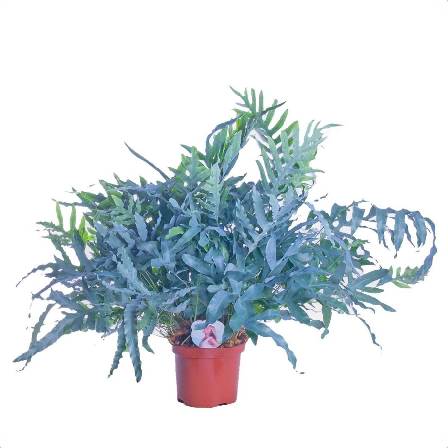 Папоротник Phlebodium