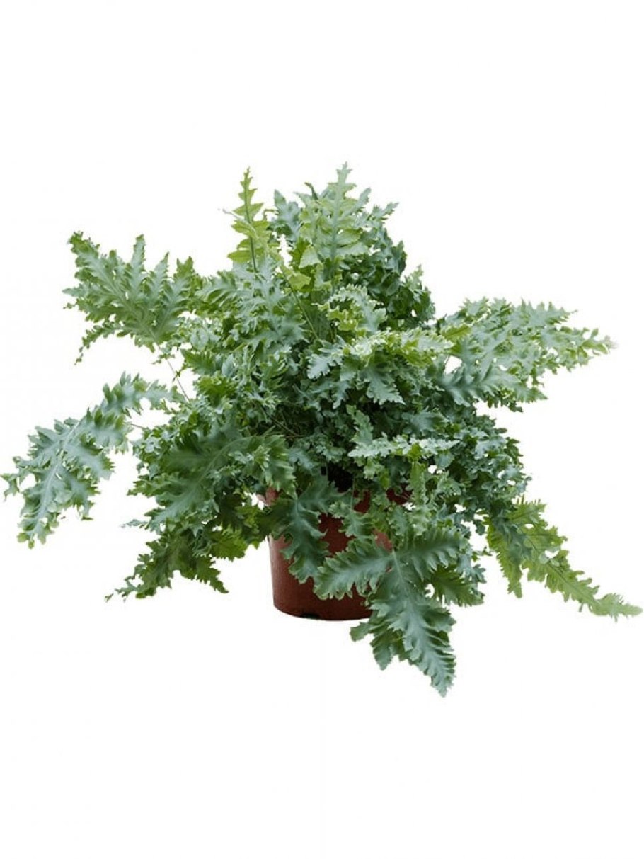 Папоротник Полиподиум золотистый