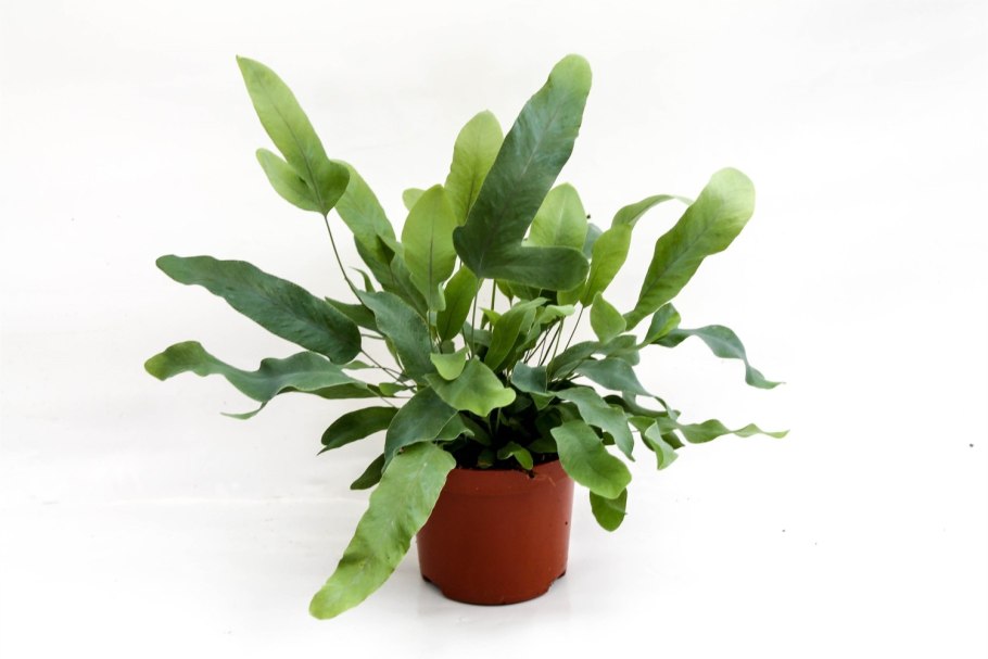 Папоротник флебодиум оринария Флорида