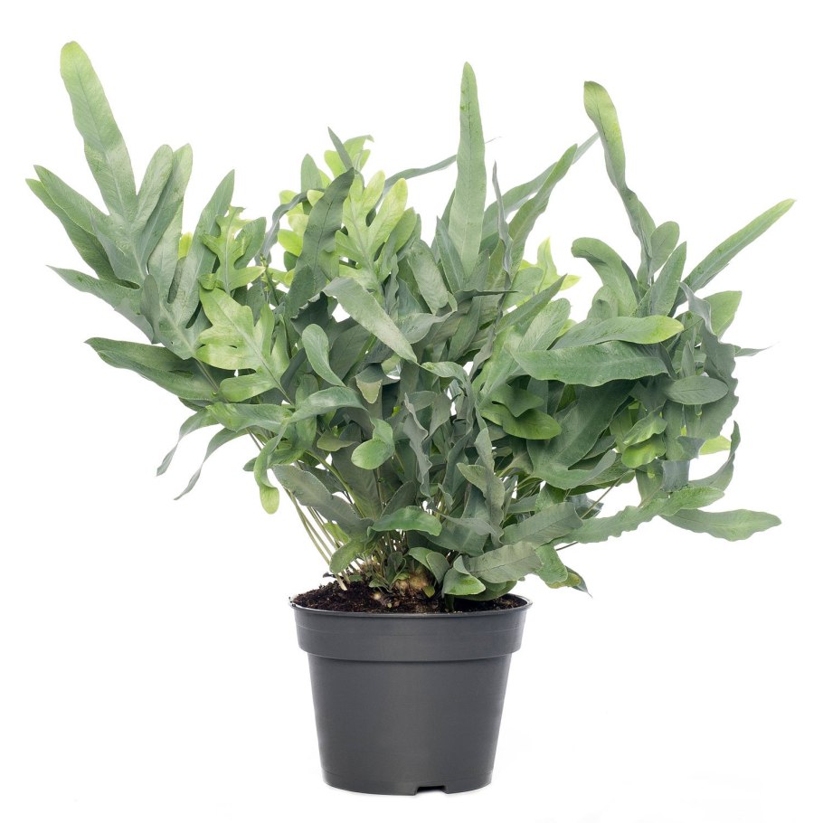 Флебодиум Ауреум папоротник