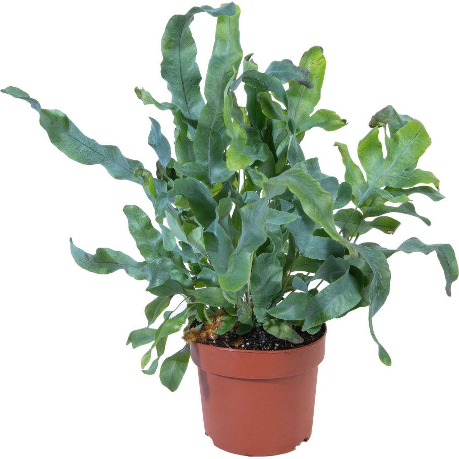 Флебодиум Блю