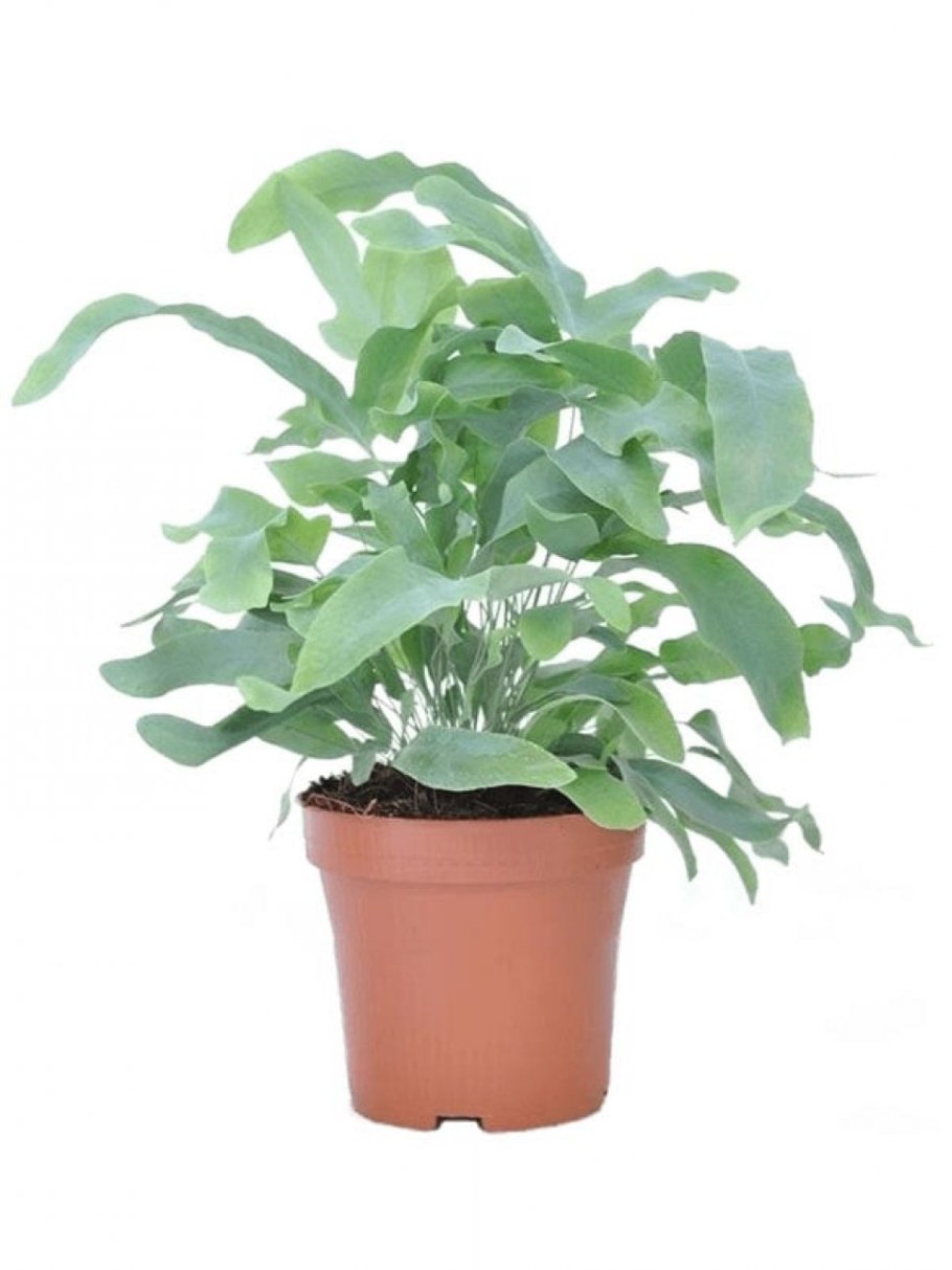 Папоротник флебодиум Блю Стар