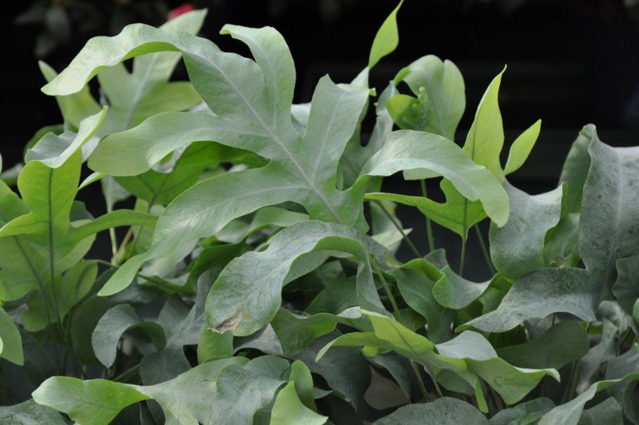 Флебодиум уход в домашних условиях