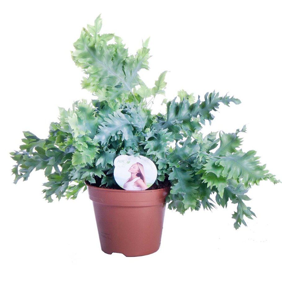 Папоротник флебодиум давана