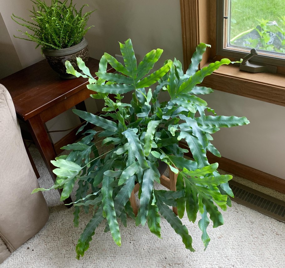 Флебодиум папоротник