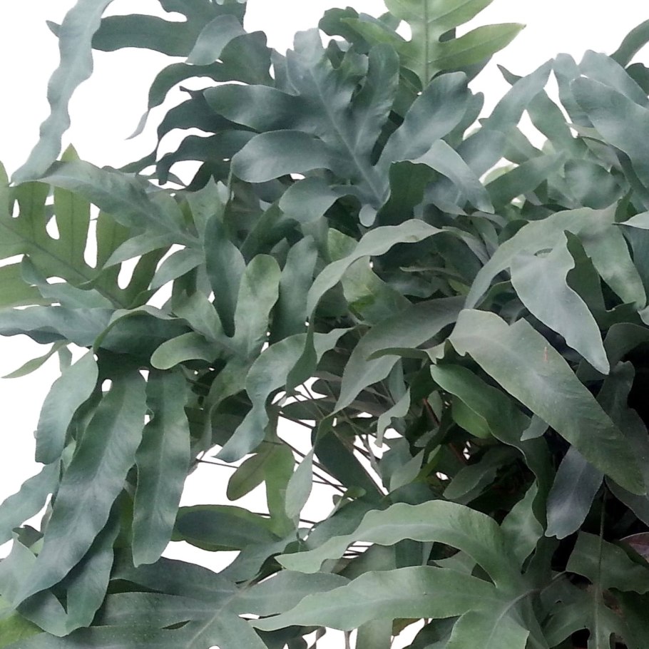 Флебодиум Николас Даймонд