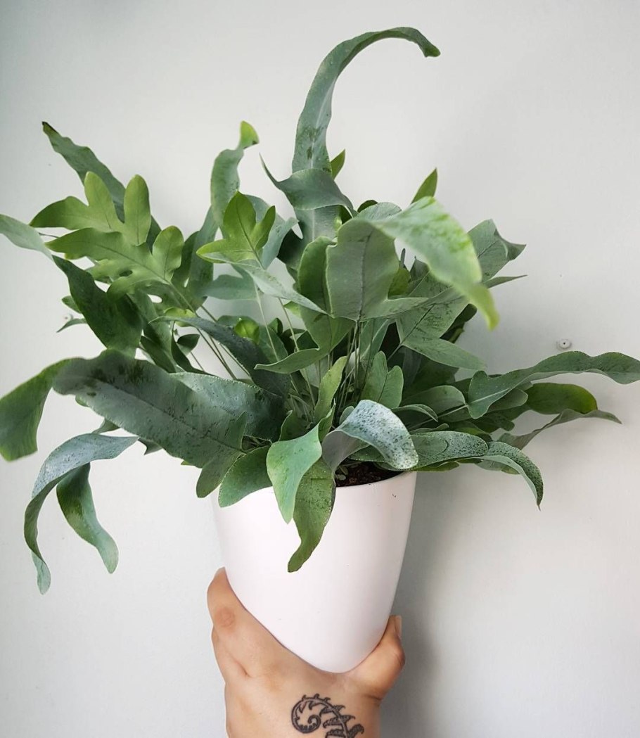 Папоротник Полиподиум