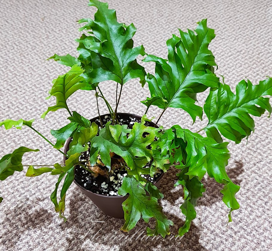 Флебодиум золотистый Давана