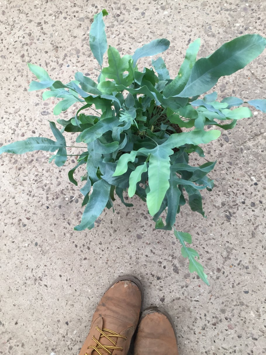 Папоротник флебодиум Давана