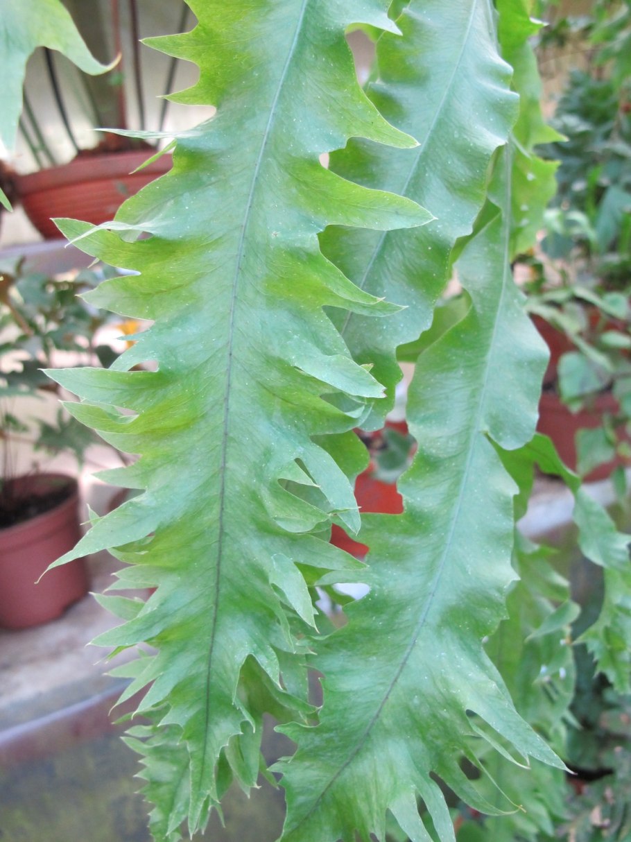 Флебодиум папоротник