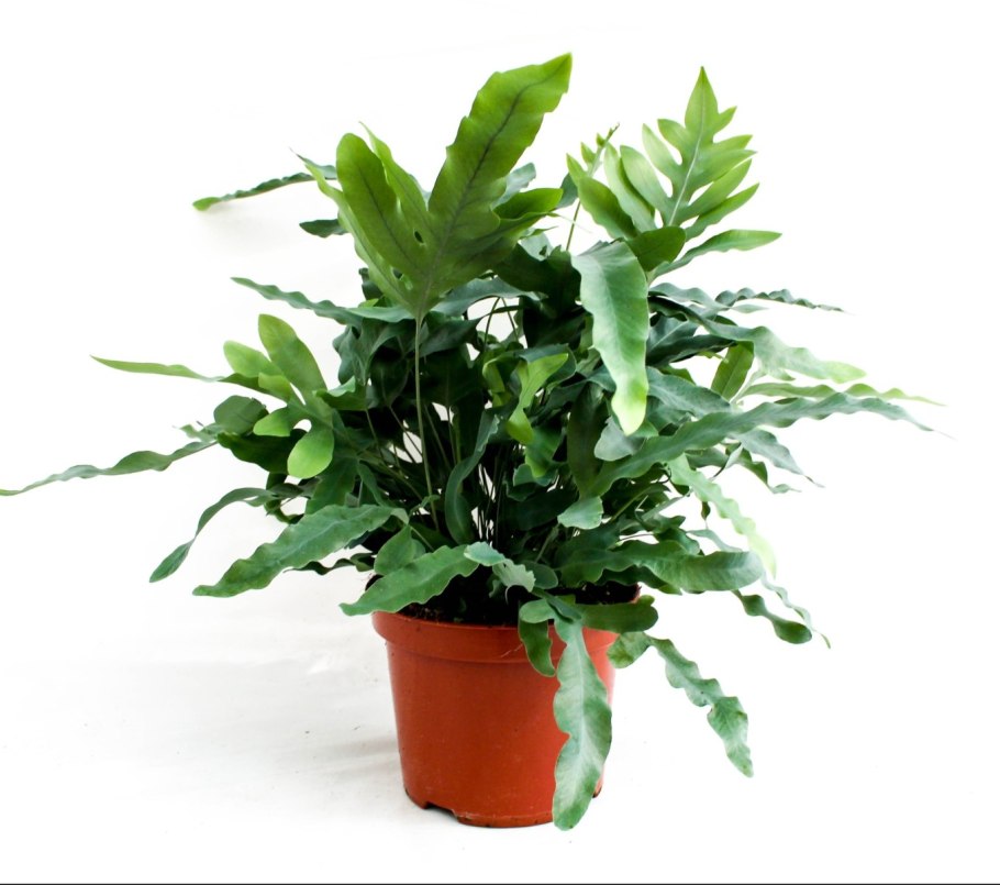 Флебодиум папоротник