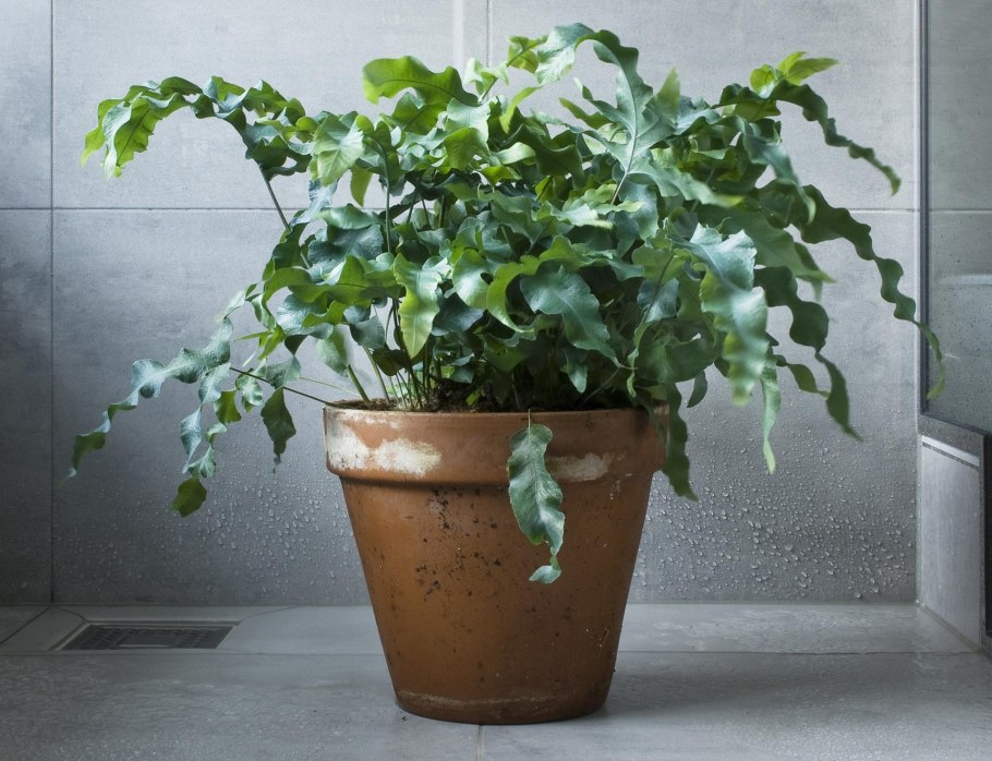 Папоротник Полиподиум