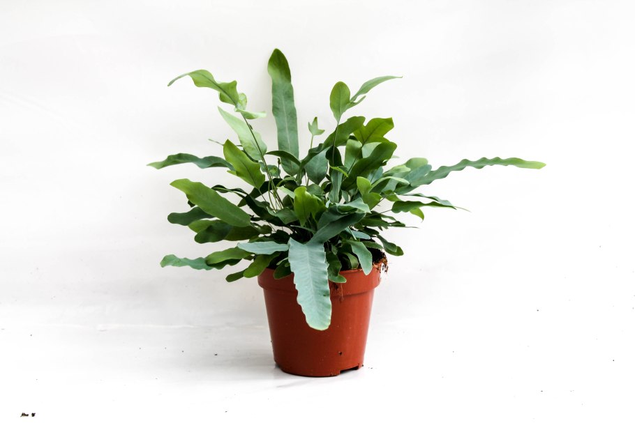 Взрослый флебодиум