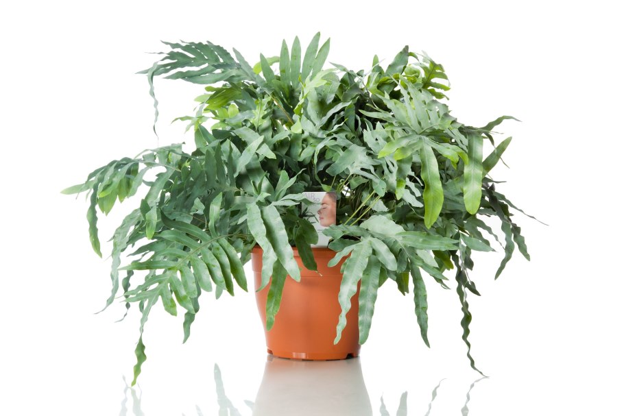 Флебодиум папоротник