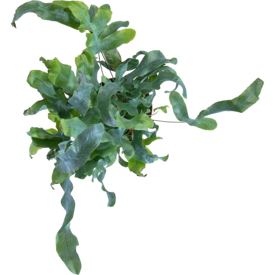 Флебодиум золотистый папоротник