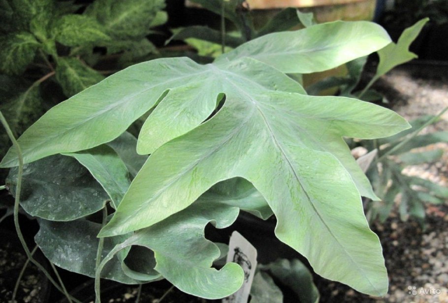 Папоротник флебодиум Блю Стар