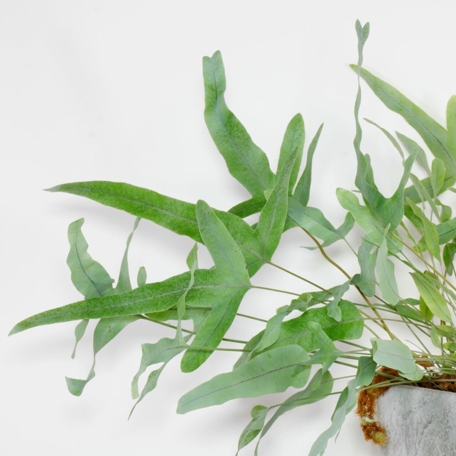 Папоротник флебодиум Давана