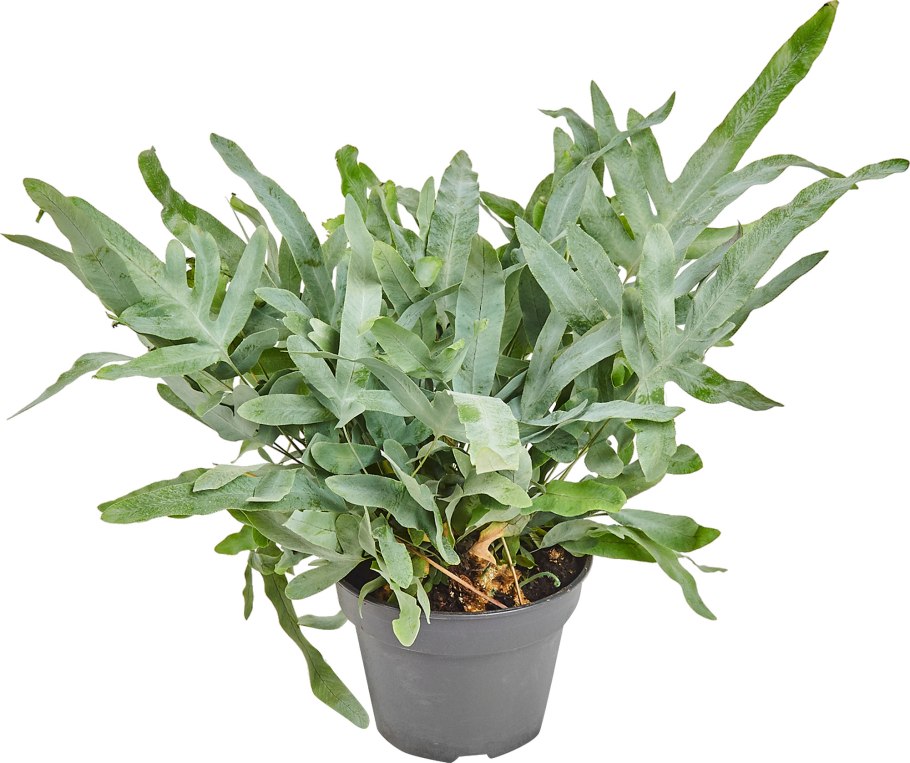 Флебодиум папоротник