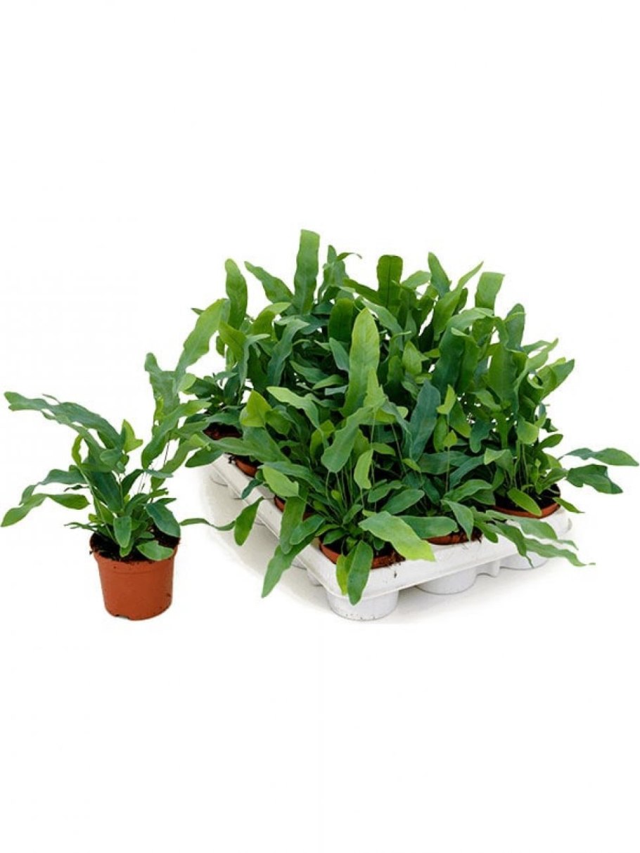 Флебодиум Николас Даймонд