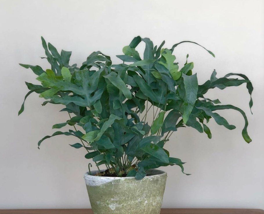 Флебодиум 600