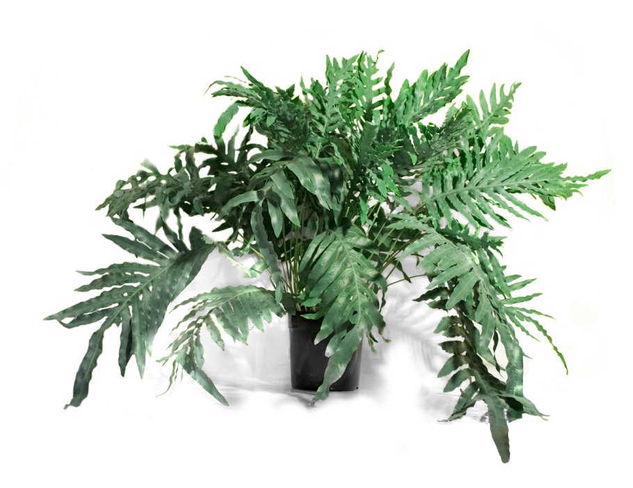 Флебодиум 30см микс