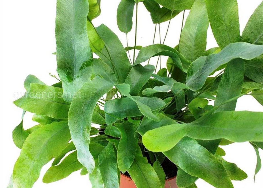 Флебодиум Давана