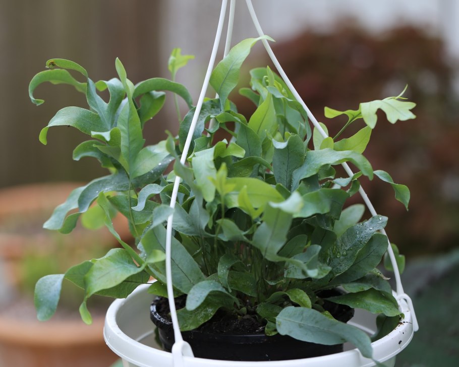 Папоротник флебодиум блю стар