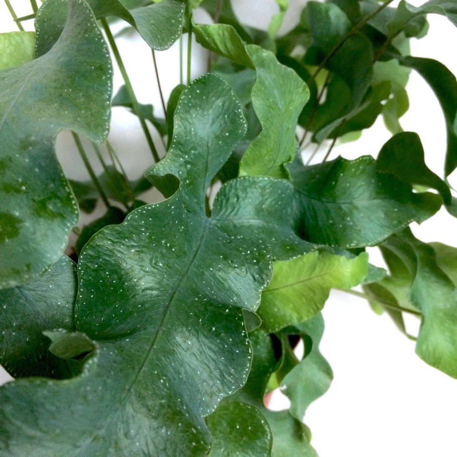 Папоротник флебодиум кудрявый