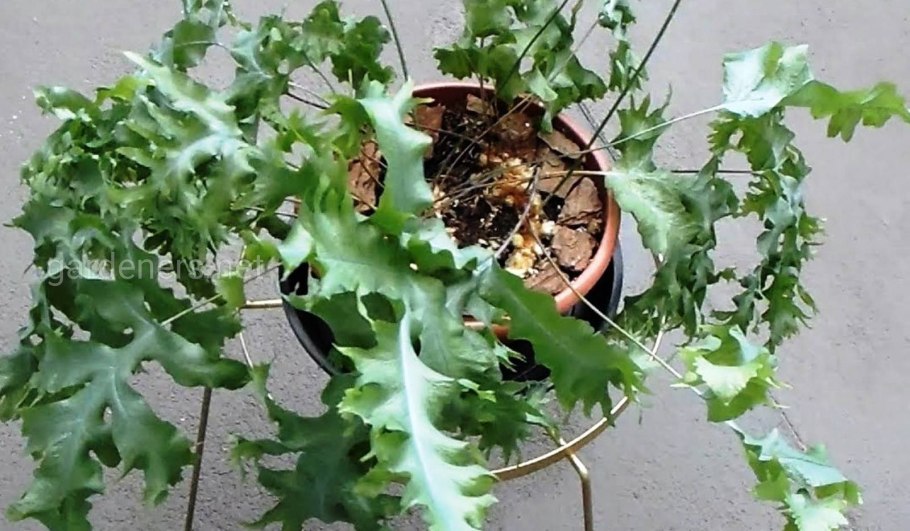 Флебодиум золотистый Blue Star