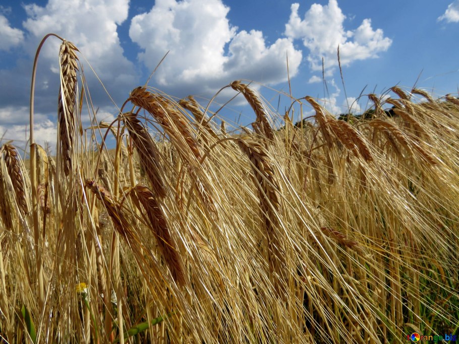 Пшеница Виола