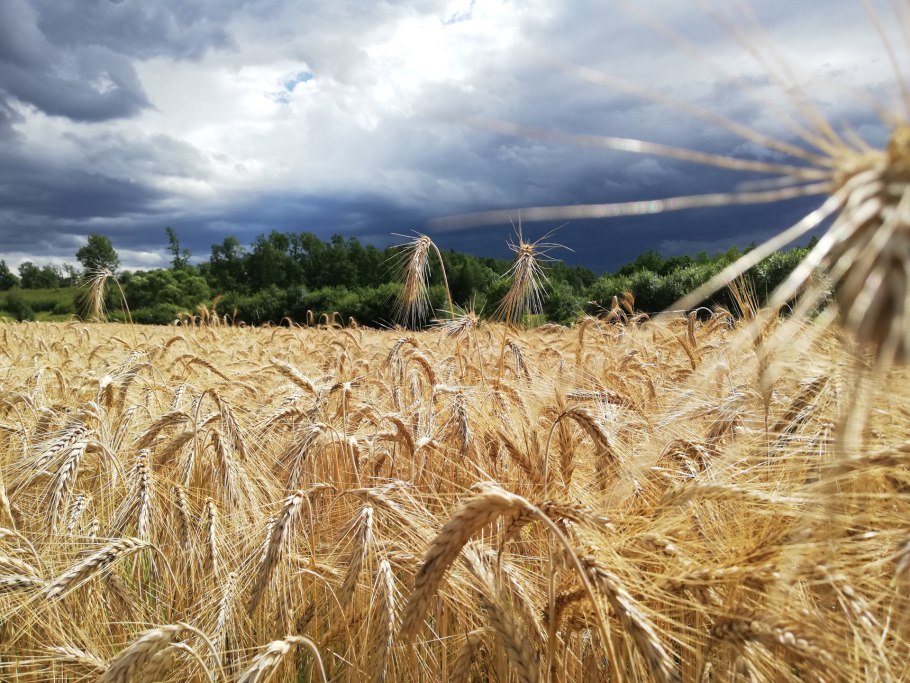 Рожь фото