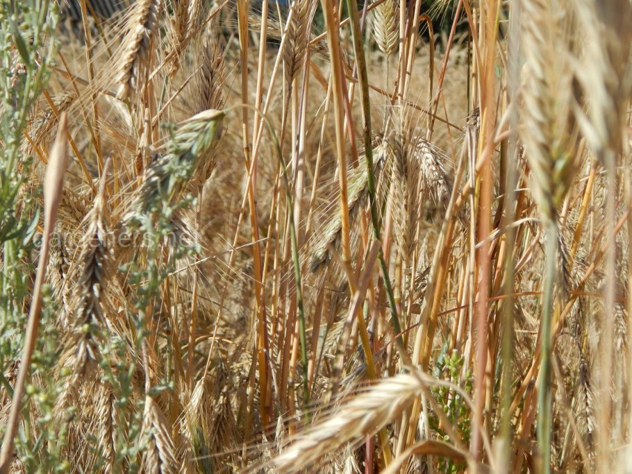 Озимая пшеница Гром