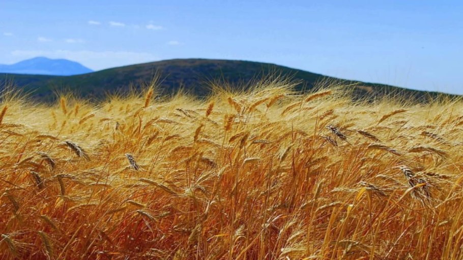 Башкирия хлебные поля