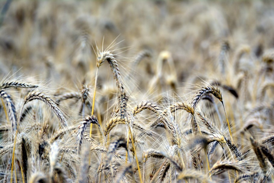 Культуры зерновые красивые