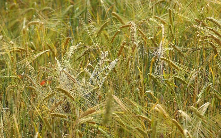 Низкорослая пшеница