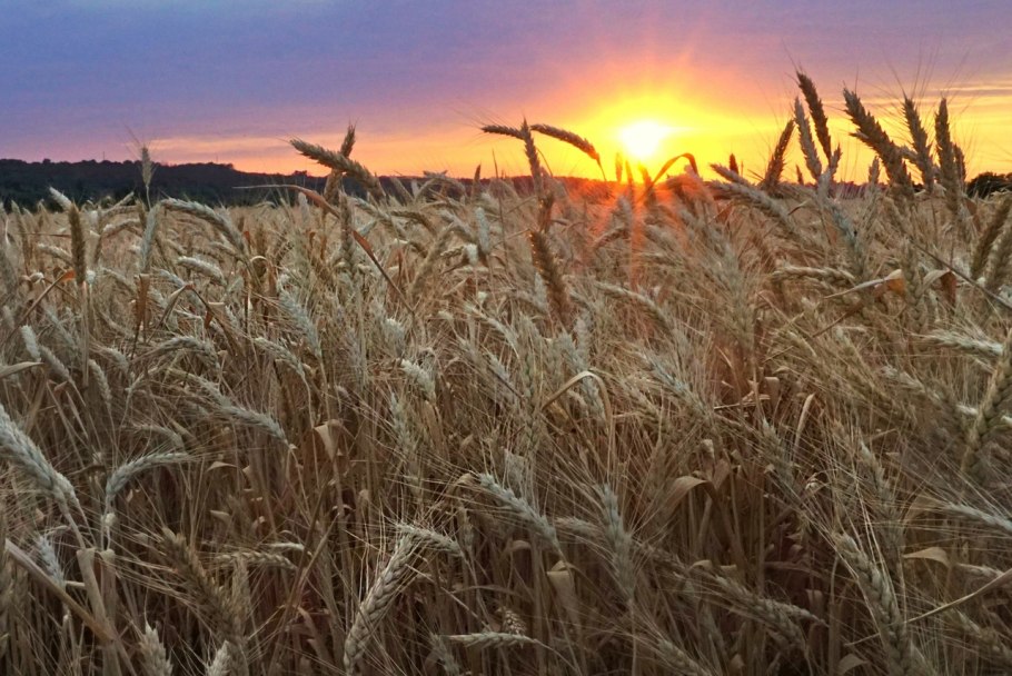 Рожь сорняк