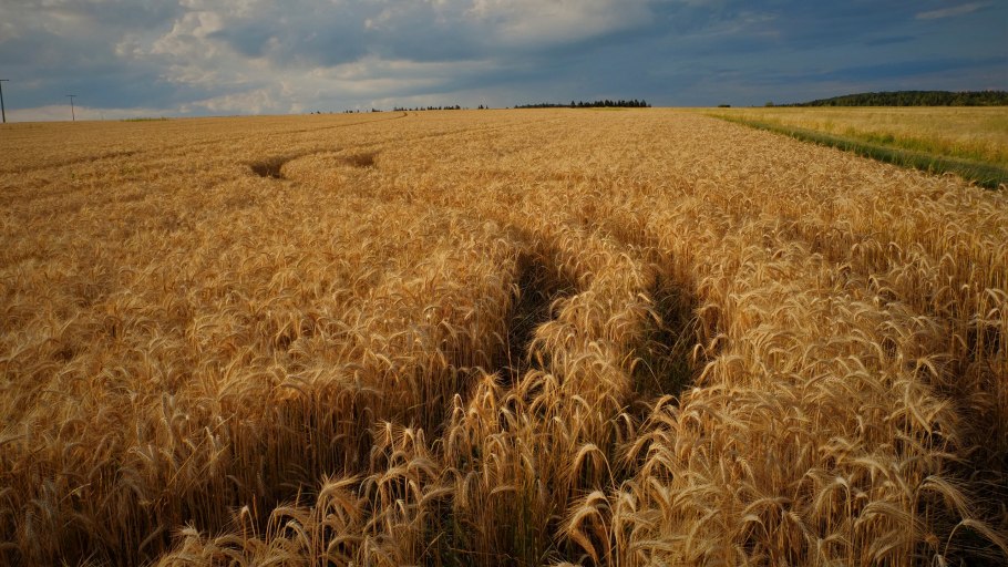 Хлебные поля краснодарского края