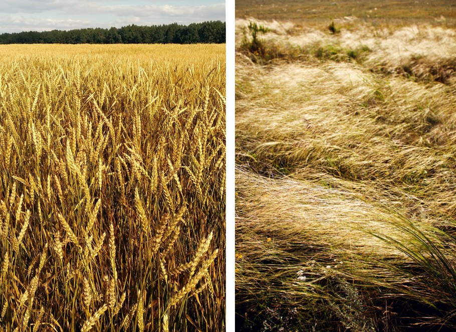 Пшеница рожь
