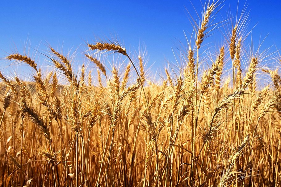 Пшеница колос