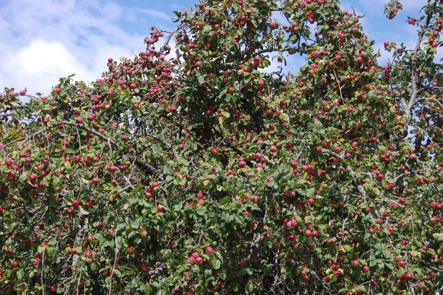 Яблоня Лесная Malus Sylvestris Mill.