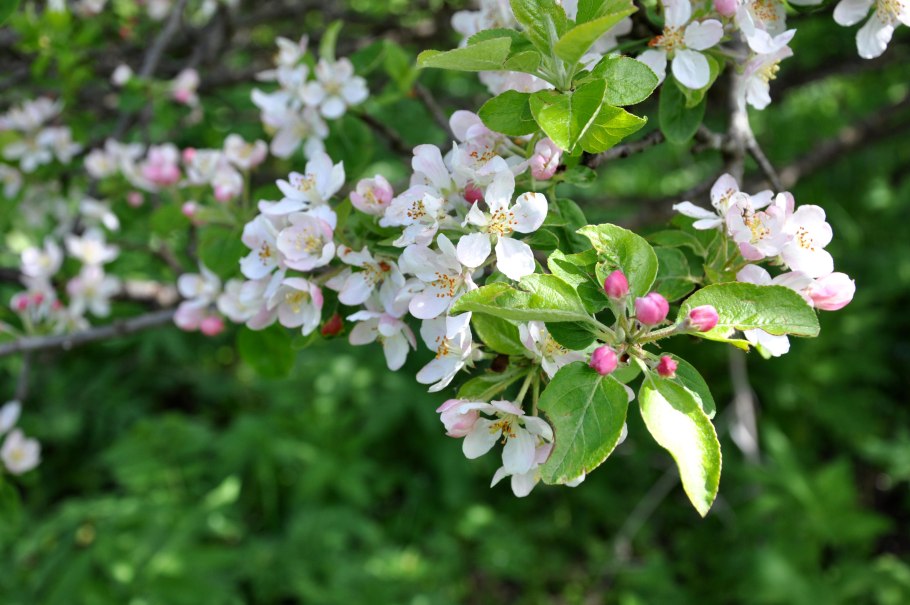 Яблоня Дикая Malus Sylvestris