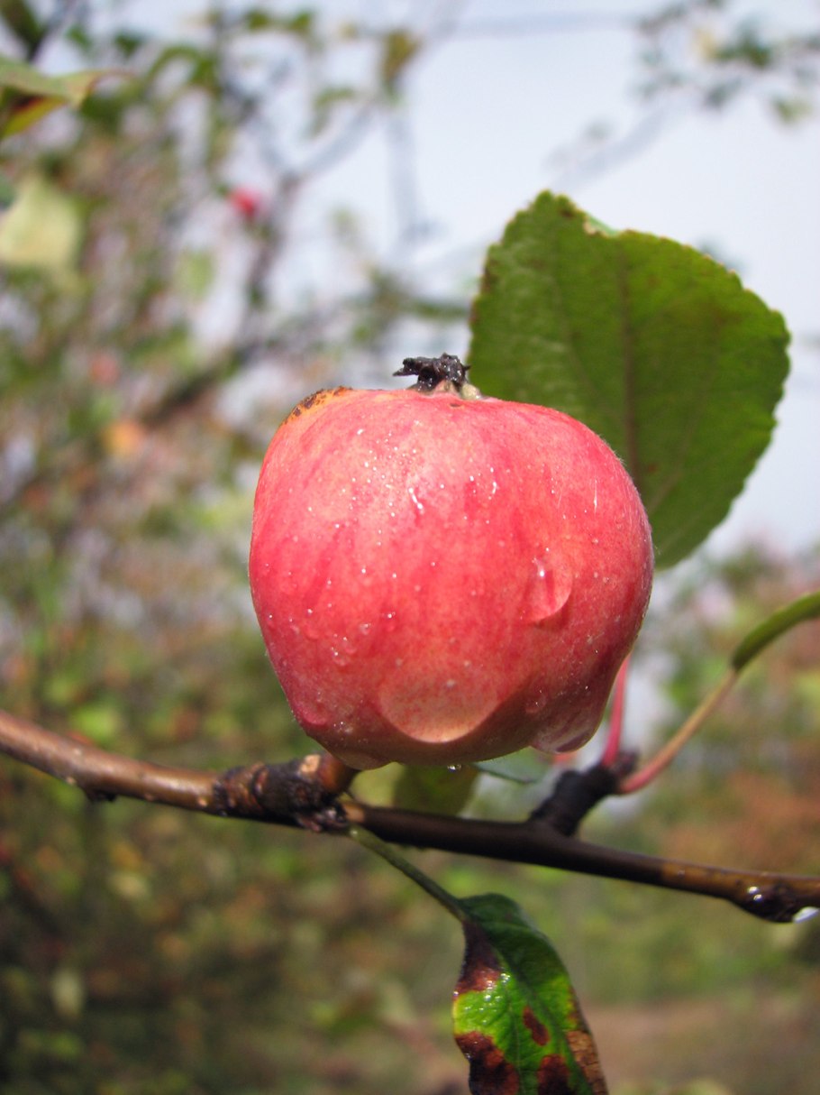 Яблоня дикая malus sylvestris