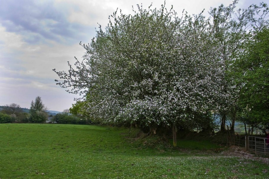 Яблоня Лесная (Дикая) (Malus Sylvestris)