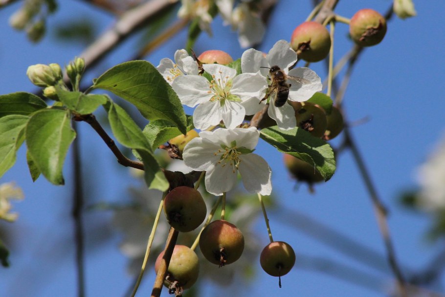 Яблоня лесная malus sylvestris