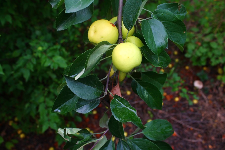 Яблоня Лесная (Дикая) (Malus Sylvestris)