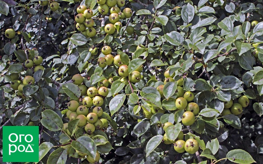 Яблоня лесная (дикая) (malus sylvestris)